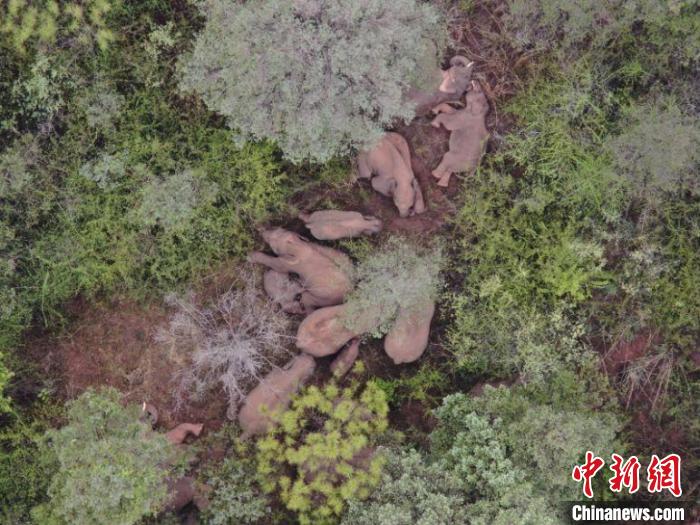 云南北迁象群总体向西南迁移 人象平安