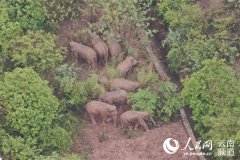 云南省林草局：亚洲象数量不断增长 分布范围不断扩大