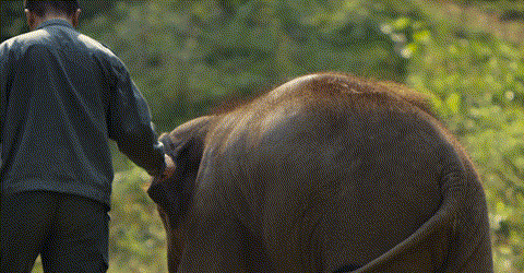 【跟着大象逛云南·“象”滇记】 ①西双版纳：心之所“象”的地方