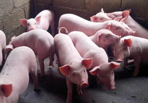 生猪期价创历史新低 头部猪企销售分化