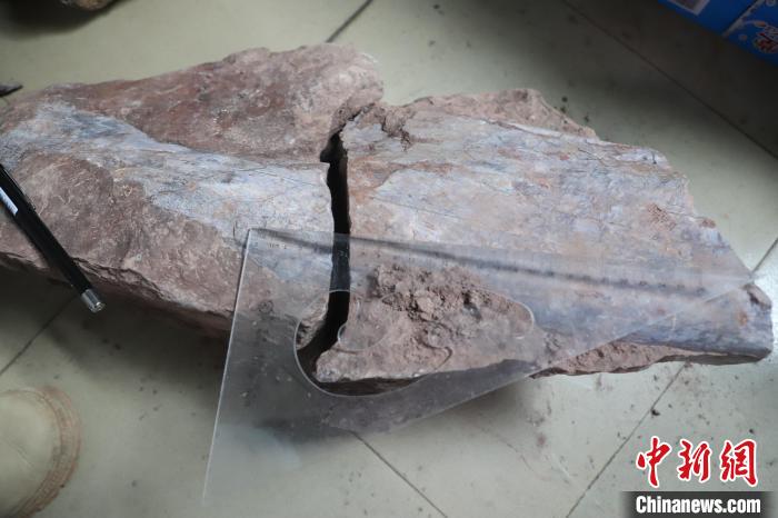 图为恐龙化石刘芳摄