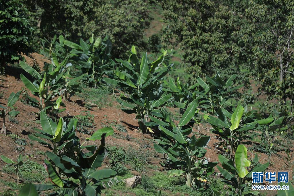 【跟着大象看生态】大象食堂“约饭”记