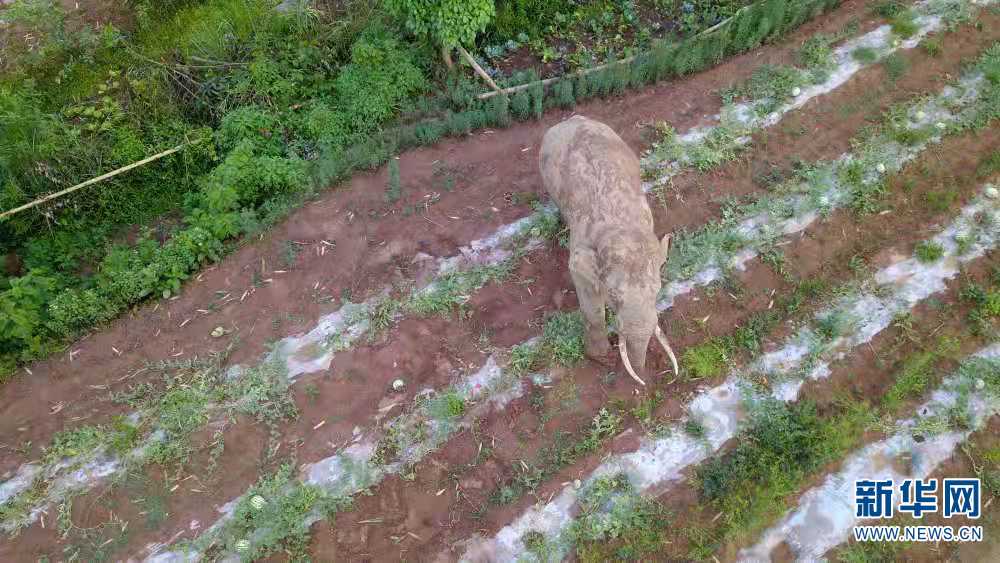 【跟着大象看生态】大象食堂“约饭”记