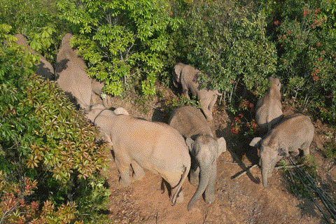 【跟着大象逛云南·“象”滇记】②普洱:“象”见恨晚的地方