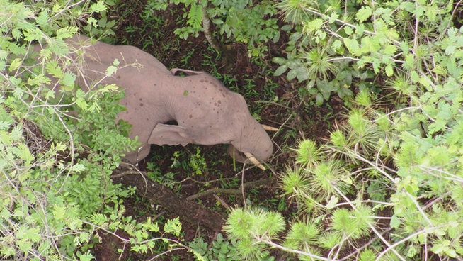 【跟着大象逛云南·“象”滇记】②普洱:“象”见恨晚的地方