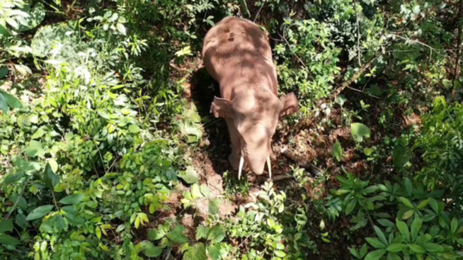 【跟着大象逛云南·“象”滇记】②普洱:“象”见恨晚的地方