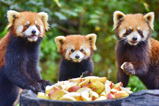 【跟着大象逛云南·“象”滇记】②普洱:“象”见恨晚的地方