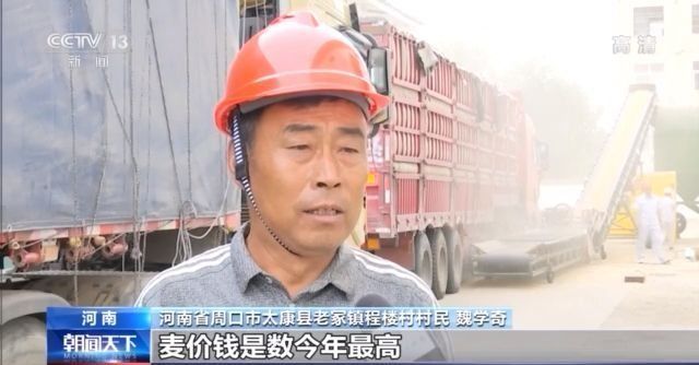 夏粮收购全面展开 今年主产区小麦普遍质优价高