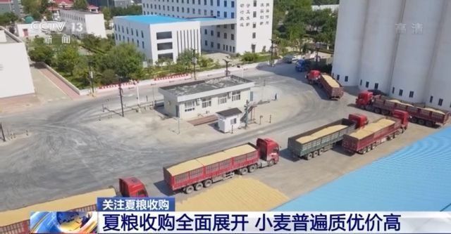 夏粮收购全面展开 今年主产区小麦普遍质优价高