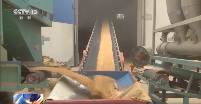 夏粮收购全面展开 今年主产区小麦普遍质优价高