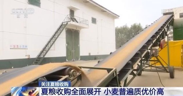 夏粮收购全面展开 今年主产区小麦普遍质优价高
