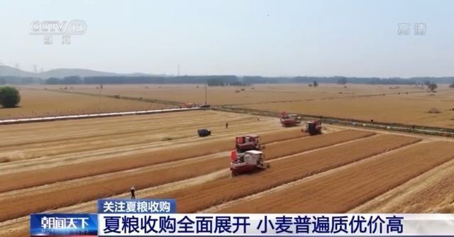 夏粮收购全面展开 今年主产区小麦普遍质优价高