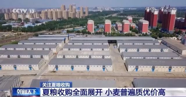 夏粮收购全面展开 今年主产区小麦普遍质优价高