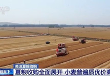 夏粮收购全面展开 今年主产区小麦普遍质优价高
