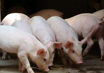 生猪价格同比降五成 农业农村部提醒合理安排出栏节奏