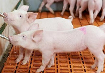 猪价下跌 畜牧业协会发声“价格下行阶段不要恐慌”何时能回升？