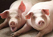 生猪价格持续下跌 畜牧业协会紧急发声 养猪大户该如何应对