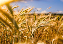 今年夏粮再获丰收 产量再创历史新高