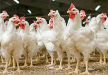 肉鸡价格创年内新低 养鸡行业何时能走出亏损
