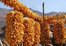 两部门：继续实施玉米和大豆生产者补贴等政策