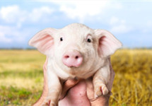 6月上市猪企“成绩单”陆续发布 多家销量环比回升