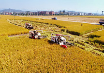 夏粮产量再创新高 如何稳定农民种粮收益