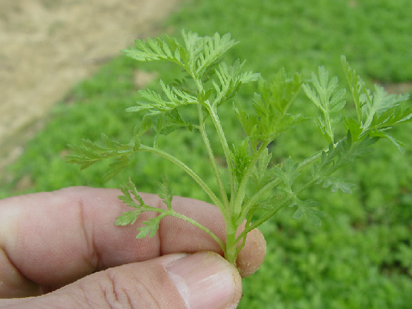这个虐了人类几千年的疾病 中国赢了还在帮大家赢