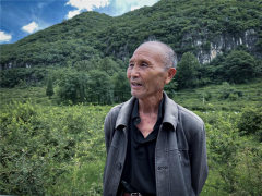 走访六盘水市水城区刺梨园：种上“黄金果”引出幸福路