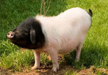 生猪育种：不仅要打破垄断更要迈向高端