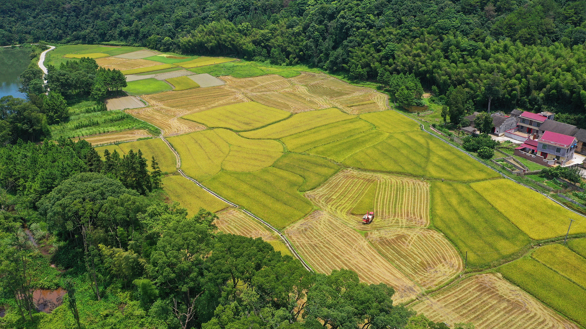 国家统计局：2021年我国夏粮喜获丰收 产量增加297万吨