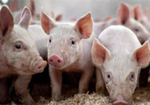 国家发改委：生猪价格过度下跌势头初步遏制