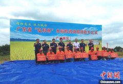 广州17万亩早稻成熟 大规模机收作业保颗粒归仓