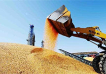 两个月内查处30例涉粮案件 粮食流通“亮剑”如何再强化