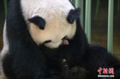 中国旅法大熊猫“欢欢”诞下双胞胎