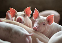 新条例为肉食品安全提供有力保障