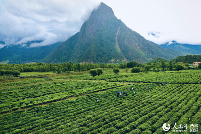【石榴花开 籽籽同心】波密易贡：一片小茶叶，兴了乡村，富了百姓