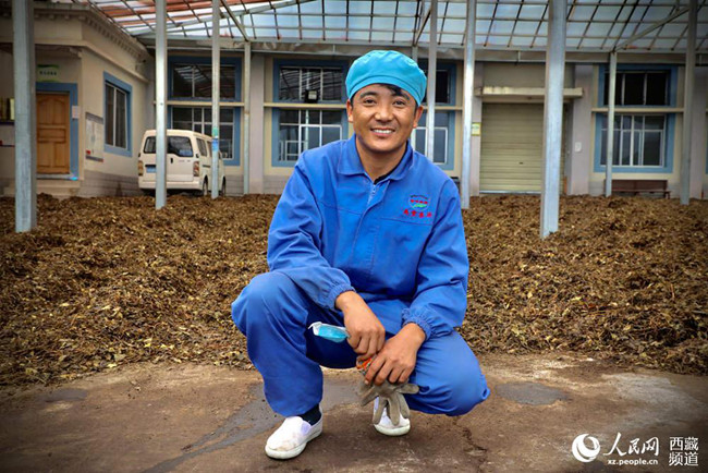 【石榴花开 籽籽同心】波密易贡：一片小茶叶，兴了乡村，富了百姓