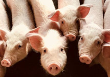 农业农村部：用5-10年时间使猪肉自给率保持在95%