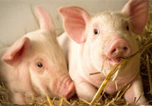 政策助力养猪企业健康发展 生猪板块小幅反弹