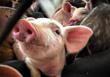 农业农村部：生猪产能完全恢复 正制定调控实施方案