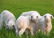 羊肉大跌？养羊亏损？ 事实并非如此