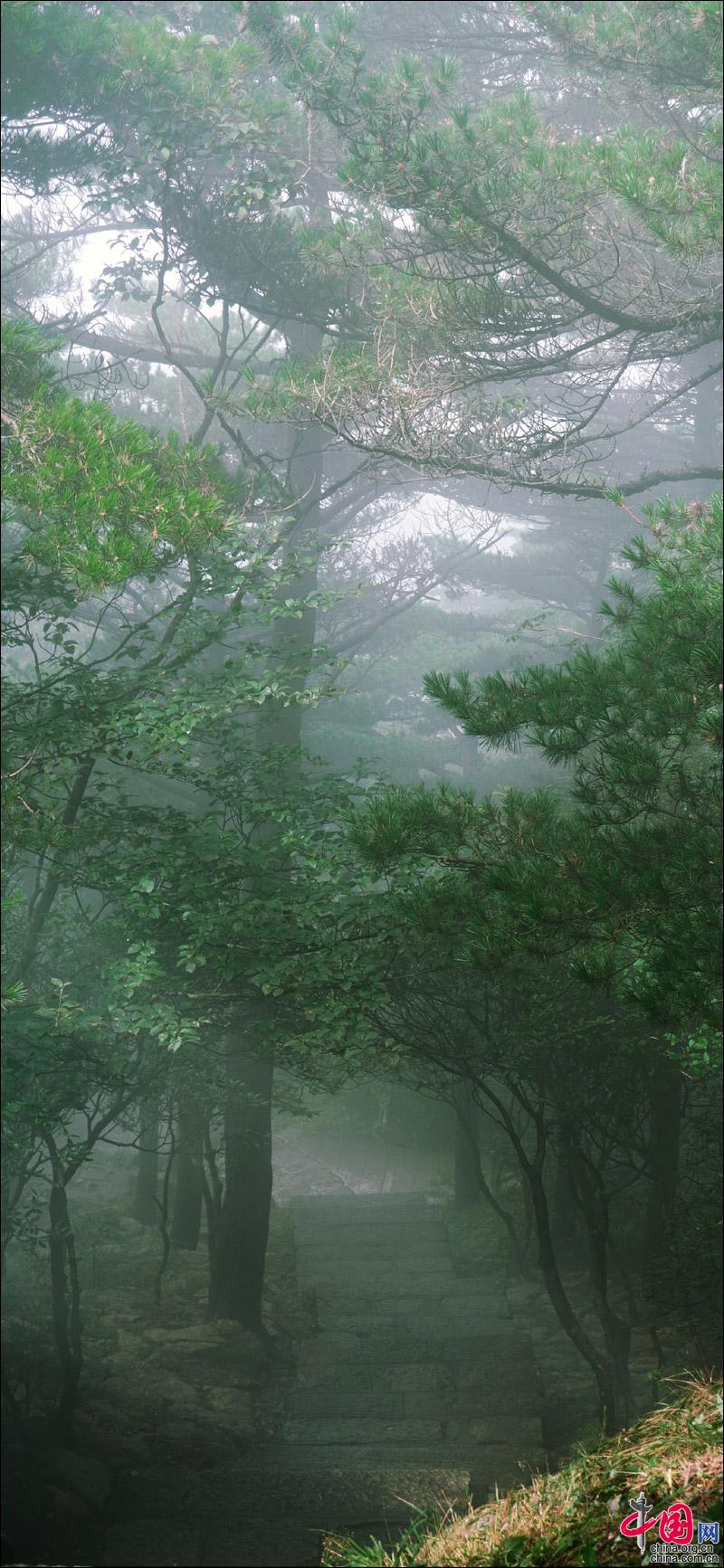 黄山“森系”主题,张张可做手机壁纸(组图)