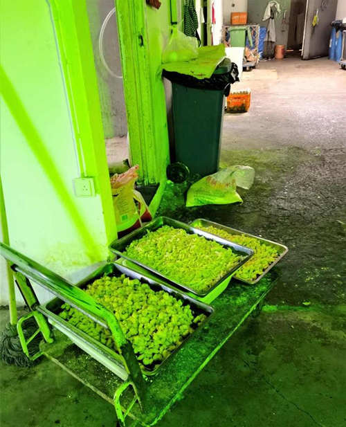 菜筐下爬蟑螂,垃圾桶旁放食材,一些美食城卫生堪忧