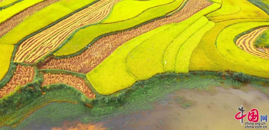 云南元谋：金秋九月 稻谷飘香 丰收大地如诗如画