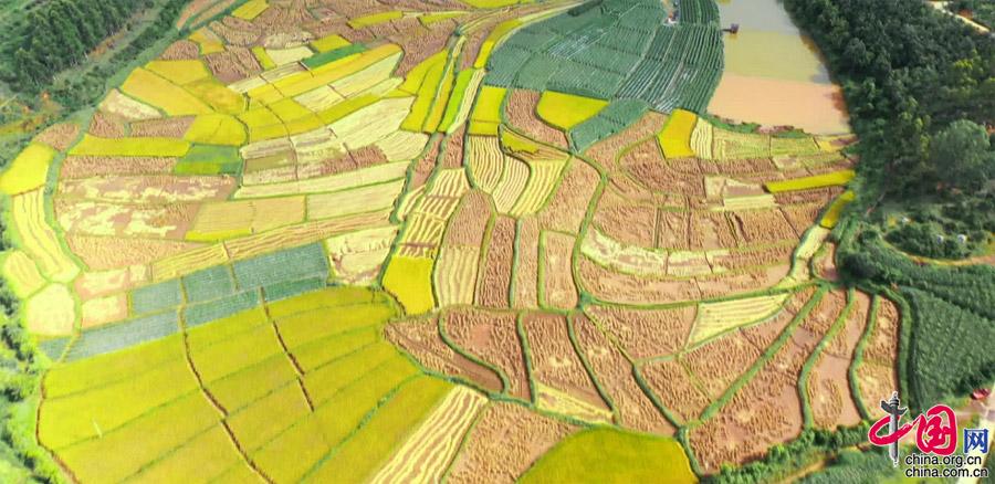 云南元谋：金秋九月 稻谷飘香 丰收大地如诗如画